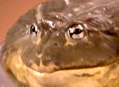 frog6
